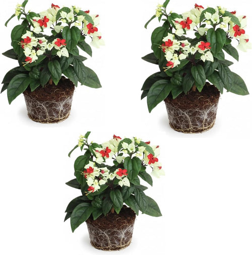 3 Live Bleeding Heart Plants | 4 to 5 Inch Tall | Clerodendrum Plant with White Blossoms | for Trellises, Patios, or Balconies