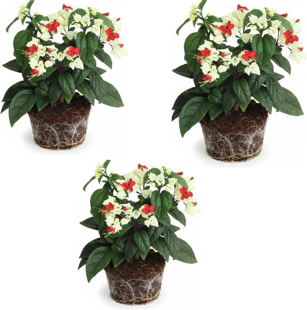 3 Live Bleeding Heart Plants | 4 to 5 Inch Tall | Clerodendrum Plant with White Blossoms | for Trellises, Patios, or Balconies