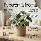 Peperomia Incana Live Plant, 4" Potted Indoor Plant, Vigorous Houseplant with Soft Felted Foliage for Living Rooms, Easy to Care Pet-Friendly Decor