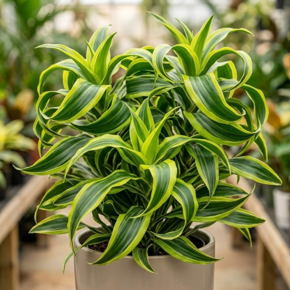 Dracaena Tornado Plant, 4" Pot, High-Vigor Low Maintenance Houseplant for Bright Windowsills, Striking Swirling Dark Green Foliage