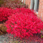 5 Burning Bush Shrub Live Plant | 6 – 12 Inch Tall | Easy-Growing Landscape Shrub with Bright Red Fall Leaves