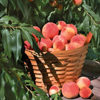 (No Ship to CA,HI,AK) Flordaking Peach Tree Live Plant in 3 Gallon Pot, High Yield, Fast Growing, Sweet Juicy Peach Fruit Tree for Garden, Patio & Outdoor Planting