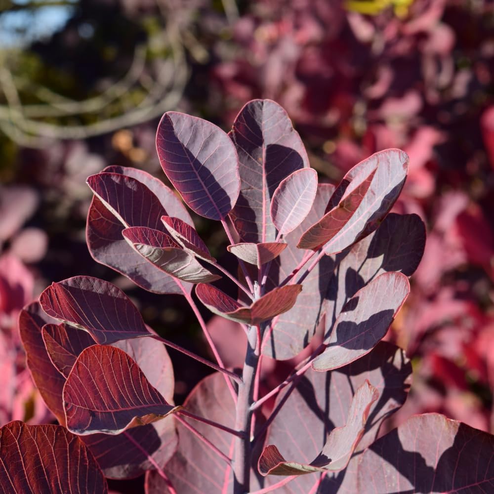 Purple Smoke Tree - Cotinus Coggygria, 4 Inch Pot - 12-18 Inch Tall, Low Maintenance Shrub with Smoky Pink Blooms