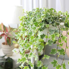 Glacier English Ivy Live Plants in 4” Inch Pot | Fast-Growing Variegated English Ivy Houseplant with Trailing Vines | Glacier English Ivy Indoor Plant for Hanging Planters & Indoor Landscaping