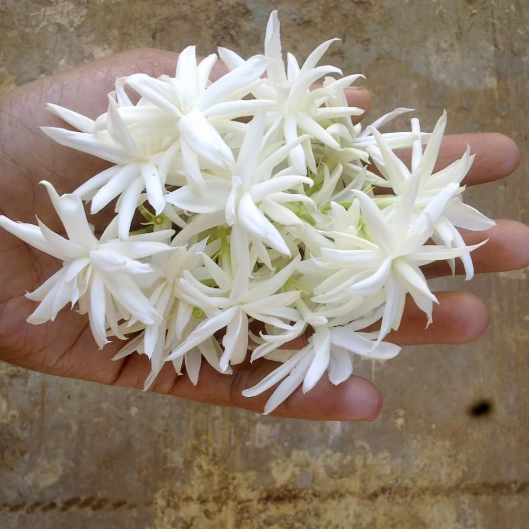 Belle of India Jasmine Plant Live | Size 4 to 5 Inch Tall | Housewarming Friendship Gifts for Women Best Friend Presents for Mom Birthday Gift for New Home