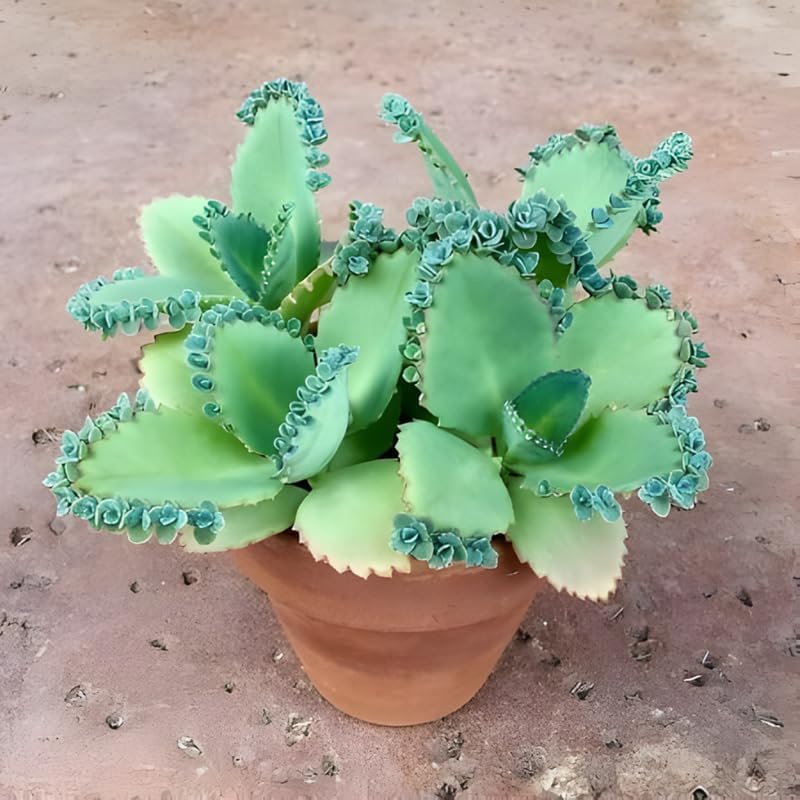 Mother of Thousands Kalanchoe Live Succulent in 4" Inch Pot | Low-Maintenance Indoor Plant | Great for Collections, Gifts & Small Spaces