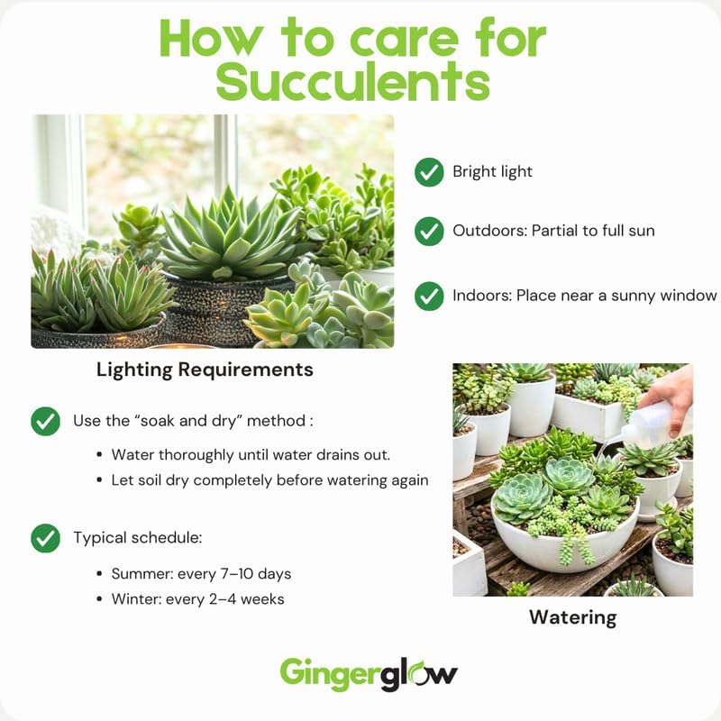 3 Live Succulent Crassula, Buddha's Temple Succulent in 2 Inch Pot, Low Maintenance, Thrives in Home & Office, Perfect for Plant Enthusiasts