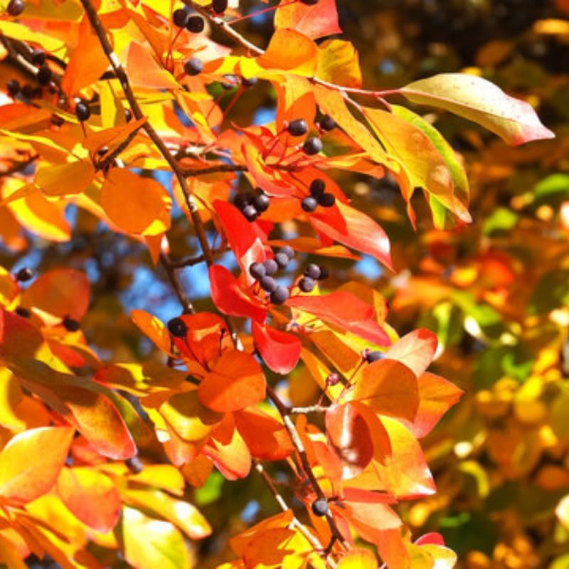 5 Black Gum Tupelo Trees for Planting – 6–12 Inch Live Native Plants | Hardy Shade Trees for Fall Color | Black Gum Tree Plant | Well Rooted Landscape Tree