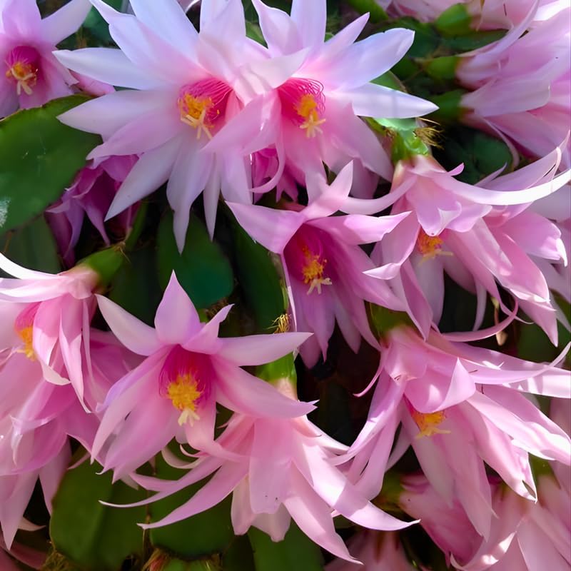 Light Pink Easter Cactus Live Plant 3 Inch Tall – Flowering Indoor Holiday Cactus with Soft Pink Blooms, Easy Care Easter Cactus Plants Live for Home, Office or Gift