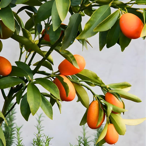 (No Ship to CA, HI, AK) Live Meiwa Kumquat Tree | 1 Gallon Pot | Productive Sweet Citrus Fruit Tree | Fresh Kumquats for Planting | Ideal for Backyard & Patio Containers