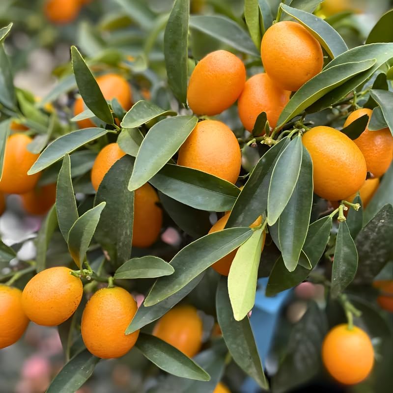 Meiwa Sweet Kumquat Tree Live Plant | 3 Ft Tall | Fresh Round Sweet Fruit with Edible Peel, Fragrant Blooms | Ideal for Home Gardens and Patios