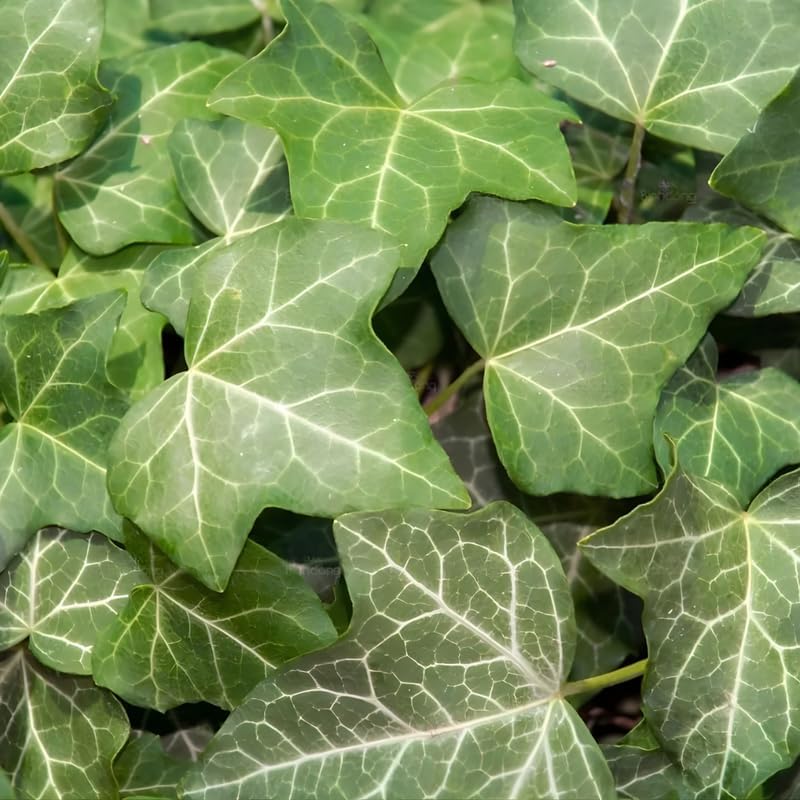 Green English Ivy Indoor Plant in 4 Inch Pot | Fast-Growing English Ivy Live Plant for Fresh Indoor Greenery | Low-Maintenance Trailing Houseplant for Windowsills, Shelves & Hanging Displays