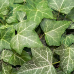 Green English Ivy Indoor Plant in 4 Inch Pot | Fast-Growing English Ivy Live Plant for Fresh Indoor Greenery | Low-Maintenance Trailing Houseplant for Windowsills, Shelves & Hanging Displays