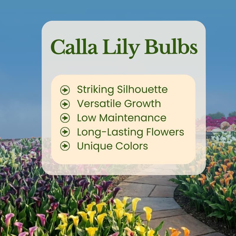 Calla Lily Plants Live, Mix 3 Count Bulbs, Low Maintenance Picasso and Solid Color Blooms for Indoor and Outdoor Pots