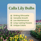 Calla Lily Plants Live, Mix 3 Count Bulbs, Low Maintenance Picasso and Solid Color Blooms for Indoor and Outdoor Pots