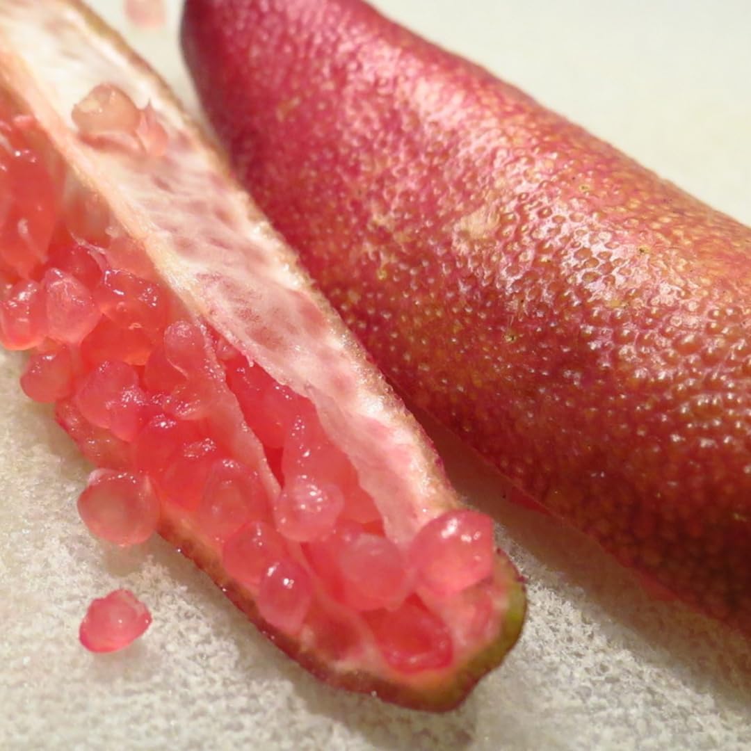 Green Finger Limes Tree Live Plant | 2.5–3 Ft Live Citrus Plant | Easy-to-Grow Citrus Tree for Home Gardens & Patios | No Ship to CA,HI,AK