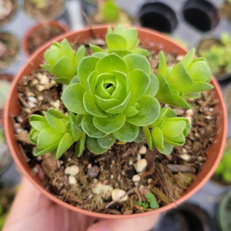 Mountain Rose Succulent (Greenovia Dodrentalis) | 2" Potted Live Plant | Low Maintenance Desk Plant for Modern Interiors