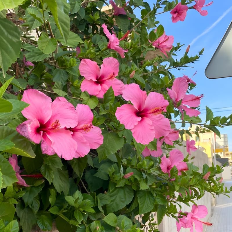 2 Pink Hibiscus Althea Live Plants for Planting | 12–18 Inch Tall | Pink Flowering Rose of Sharon Trees for Outdoor Gardens & Privacy Screens