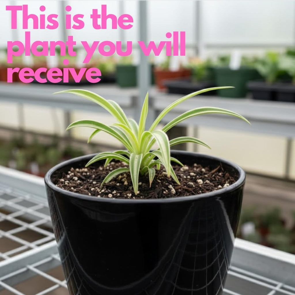 Hanging Curly Spider Plant Live in 4 Inch Pot | Bonnie Spider Plant | Air-Purifying | Low Maintenance | Perfect for Home and Office Decor | Easy Care Starter Plants