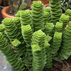 String of Buttons Plant Live | Crassula Perforata Succulent |Live Trailing Succulent in 2 Inch Pot | Rooted Indoor Houseplant for Home or Office Displays