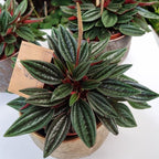 3 Peperomia Plant Live, Peperomia Napoli Nights in 2 Inch Pot, Rare Houseplant for Tabletop Display, Gifting and Indoor Collections