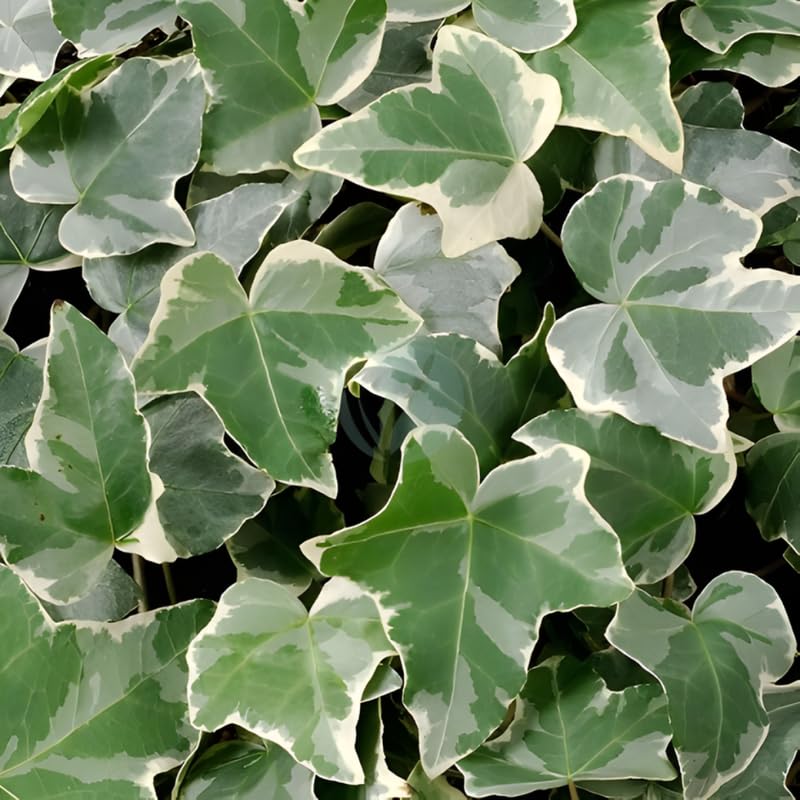 Glacier English Ivy Indoor Plant in 4” Inch Pot | Hardy Variegated English Ivy Live Plant for Home & Office Greenery | Low-Maintenance Glacier Ivy Houseplant for Desks, Windowsills & Hanging Displays