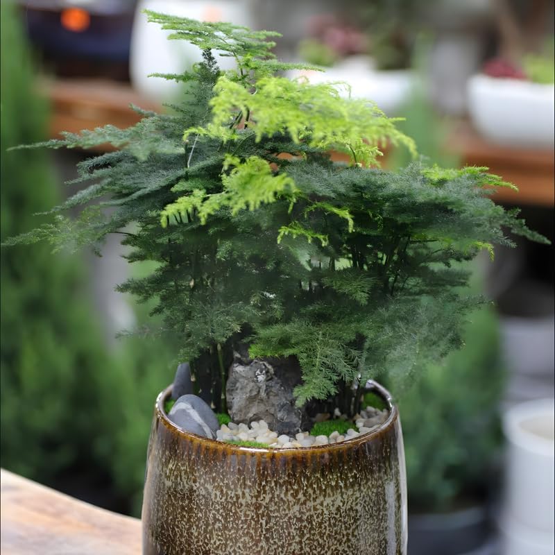Asparagus Fern Live Plants in 4’’ Inch Pot | Soft Feathery Asparagus Setaceus | Easy-Care Indoor Houseplant for Home & Office Décor