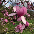 2 Jane Magnolia Plants Live | Jane Magnolia Tree Live Plant for Outdoor Growing | 8–12 Inches Tall Rooted Cuttings | Ideal for Garden Planting and Landscape Use