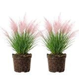 2 Pink Pampas Grass Live Plant, Cortaderia Selloana, Well-Rooted 4" Potted Plant for Privacy Screens and Sunny Spots
