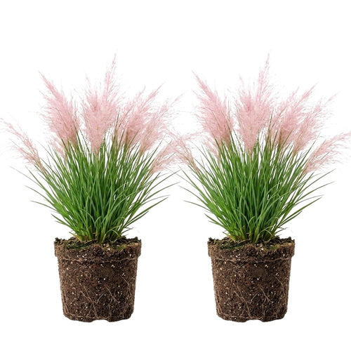 2 Pink Pampas Grass Live Plant, Cortaderia Selloana, Well-Rooted 4" Potted Plant for Privacy Screens and Sunny Spots