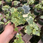 Glacier English Ivy Live Plant in 6 Inch Pot | Real English Ivy Plant Live | Trailing Plant & Climbing Vine | Easy Care Houseplant for Home & Office