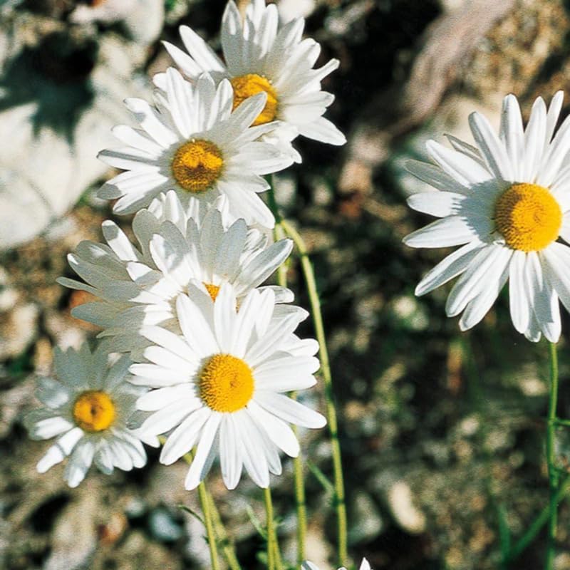 3 White Ox-Eye Daisy Live Plant, 3-Inch Pot, Fast Growing Perennial Flower, Established Starter Plant for Ground Cover and Garden Beds