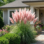 2 Pink Pampas Grass Live Plant, Cortaderia Selloana, Well-Rooted 4" Potted Plant for Privacy Screens and Sunny Spots