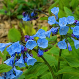 5 Virginia Bluebells Plants Roots, Easy to Grow Mertensia Virginica, Low Maintenance Bell-Shaped Blue Flowers for Shaded Landscaping