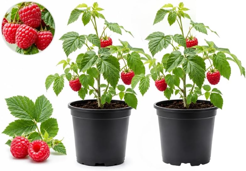 2 Raspberry Plants, 6-12 Inch Tall in 4" Pot, Cold-Hardy Caroline Raspberry Bush for Home Orchard and Garden