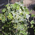 Gold Child Ivy Live Plant in 6 Inch Pot | Real English Ivy Plant | Trailing & Climbing Easy-Care Houseplant | English Ivy Live Plants for Home & Office Décor