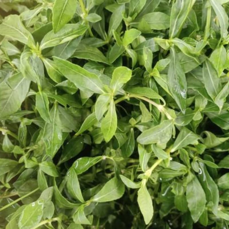 2 Longevity Spinach Live Plant, 12–24 Inch Gynura Procumbens, Easy to Grow Spinach Plant for Outdoor Growing and Backyard Gardens, Easy to Grow