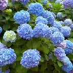 Nikko Blue Hydrangea Live Plants for Planting, 6-12 Inch Tall in 2.5" Pot, Blue Mophead Bloom, Flowering Shrub for Garden and Patio