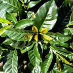 Live Arabica Coffee Plant in 4 Inch Pot| Suitable for Indoors or Patio | Tropical Houseplant for Beginners