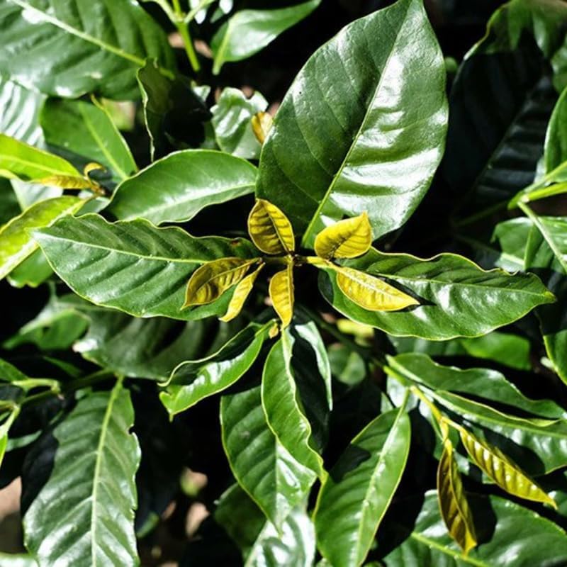 Live Arabica Coffee Plant in 4 Inch Pot| Suitable for Indoors or Patio | Tropical Houseplant for Beginners