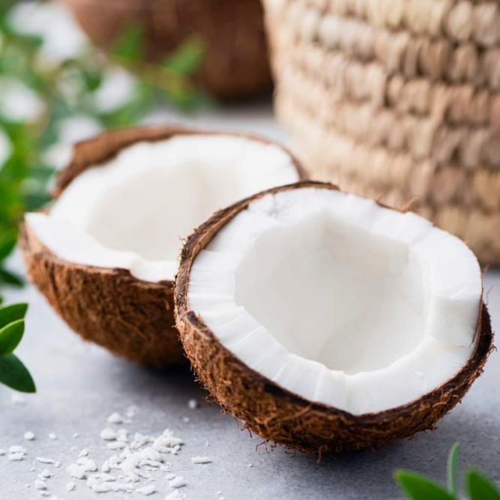 Live Coconut Tree for Planting | Green Coconut Plants | 2.5–3 Ft Tall Potted Tropical Plant | Hardy Fruit-Bearing Tree for Indoor or Outdoor Growing | No Ship to CA,HI,AK