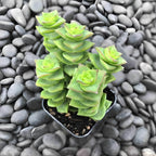String of Buttons Succulent Live for Planting | Rooted Crassula Perforata in 2 Inch Pot | Rare House Plant for Home & Office Decor