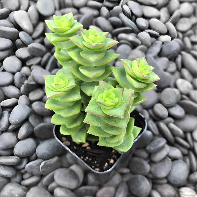 String of Buttons Succulent Live for Planting | Rooted Crassula Perforata in 2 Inch Pot | Rare House Plant for Home & Office Decor