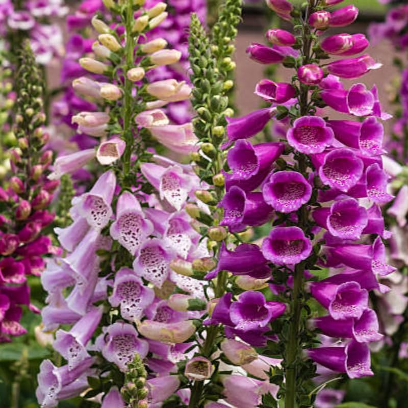 Foxglove Live Plant in 3-Inch Pot, Digitalis Purpurea Tall Flowering, Bell-Shaped Purple Blooms for Cottage Gardens and Borders