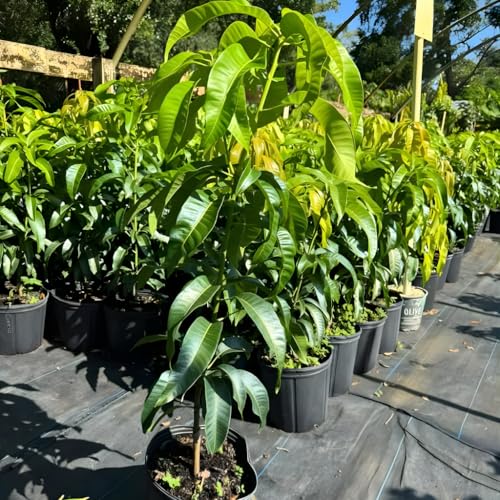 Valencia Pride Mango Trees Live Plants | 2.5–3 Ft Tropical Mango Variety | Fresh, Juicy Mango Fruit Tree for Yard & Patio | No Ship to CA,HI,AK