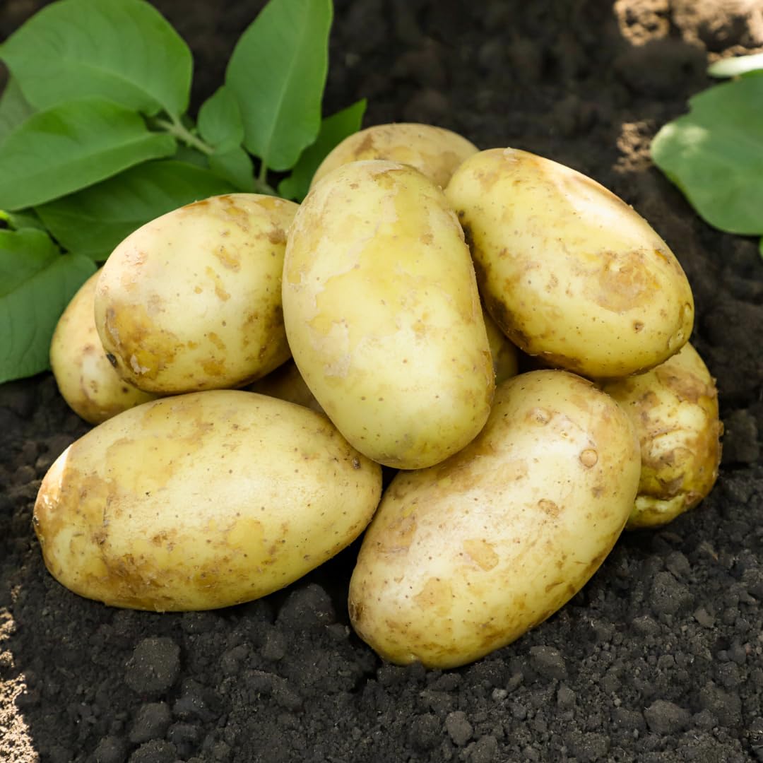 Yukon Gold Seed Potatoes, 2 Lbs, Non GMO, Easy To Grow, Heirloom Potato Seeds for Planting Outdoors