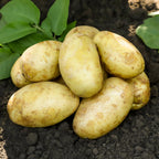 Seed Potatoes Mix - Red - Russet - Yukon Gold, 2 Lbs, Non GMO, Easy To Grow, Heirloom Potato Seeds for Planting Outdoors