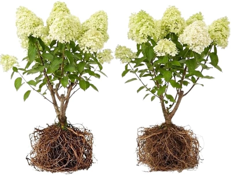 2 Limelight Hydrangea Tree Live Plants | 1-2ft Bare Root Seedlings | Low Maintenance Flowering Shrub | Well-Rooted Plants for Landscapes