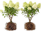 2 Limelight Hydrangea Tree Live Plants | 1-2ft Bare Root Seedlings | Low Maintenance Flowering Shrub | Well-Rooted Plants for Landscapes