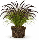 Black Fountain Grass Plants, 4 Inch Tall, Well Rooted, Fast Growing Ornamental Grasses Live Plants Perennial, Decorative Grasses for Landscaping